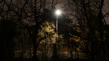 Eclairage d'un haut lampadaire de lumière branche, à travers une multitude de branches d'arbres...