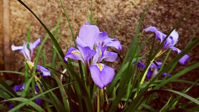 Garden nature blooming. Violet purple irises blossoming in springtime. April, May flowering plants in a forest. Iris pontica Zapal. Iridaceae family. 