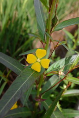 yellow flowers from a plant with the scientific name Ludwigia decurrens which thrives in swampy areas such as rice fields.
