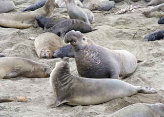 Many elephant seals hauled out on a beach in Northern California. Male bull posturing attempting to mate with females.