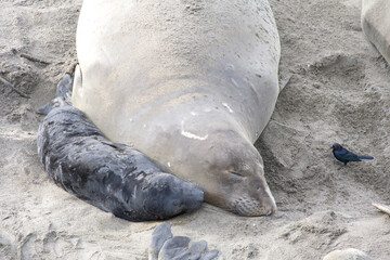 Close up of mom and baby elephant seals hauled out on a beach in Northern California. Piedras Blancas Rookery. Pup laying next to mother on the sandy beach.