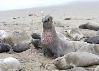 Many elephant seals hauled out on a beach in Northern California. Male bull posturing asserting dominance against other males.