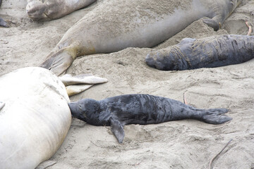 Close up of mom and baby elephant seals hauled out on a beach in Northern California. Piedras Blancas Rookery. Pup laying next to mother nursing