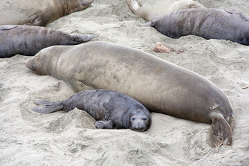 Close up of mom and baby elephant seals hauled out on a beach in Northern California. Piedras Blancas Rookery. Pup laying next to mother on the sandy beach.