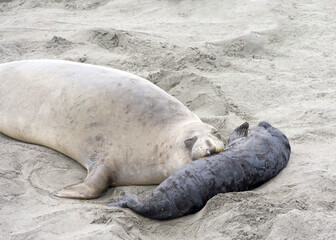 Fototapeta premium Close up of mom and baby elephant seals hauled out on a beach in Northern California. Piedras Blancas Rookery. Mom looking at viewer with her face resting on baby.