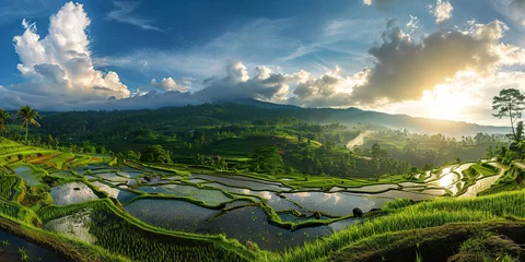 Fotobehang Panoramic landscape of Indonesian rice field © shobakhul