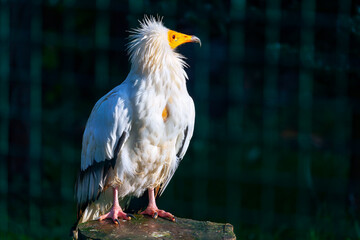 White Egyptian Vulture at dark background. Haliaeetus Pelagicus bird