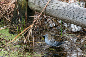 Sora, bird in swampland of Florida.