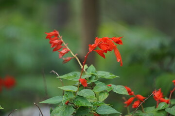 Salvia splendens (scarlet sage, Labiatae). This plantis widely used in Indian traditional medicine for the control of diabetes mellitus
