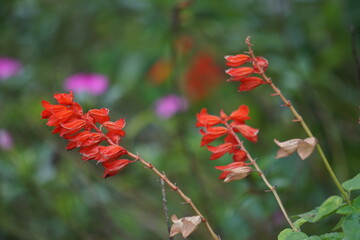 Salvia splendens (scarlet sage, Labiatae). This plantis widely used in Indian traditional medicine for the control of diabetes mellitus