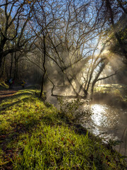 Enchanted Morning: Misty Sunrays in a Sylvan Landscape