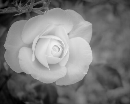 white rose in black and white