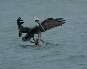 The ocean is not big enough to find your own spot.