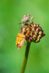 Bright shield bug Carpocoris purpureipennis crawling along the stem of plant. Defocused background is green.