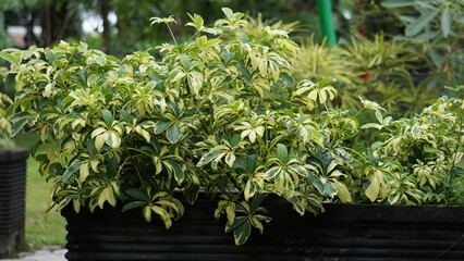 Schefflera arboricola (wali songo) with natural background. This plant common name is dwarf...