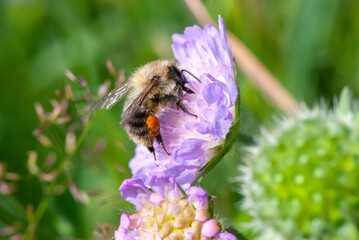 A bee collects pollen from a wild pink flower in a summer meadow. Close-up, blurred background.
