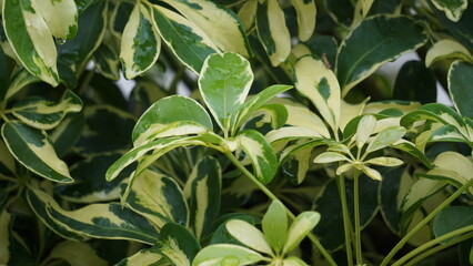 Schefflera arboricola (wali songo) with natural background. This plant common name is dwarf...