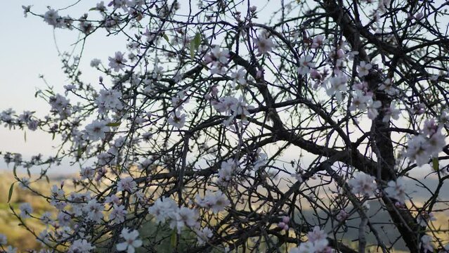 Almond Trees In Bloom In Spring Season