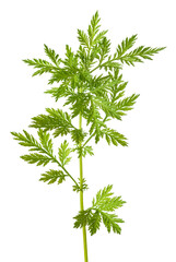 Artemisia annua plant - obrazy, fototapety, plakaty