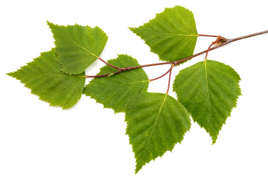 Birch branch with leaves