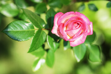 Pink rose in a garden