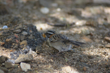 Grasshopper Sparrow (Ammodramus savannarum caribaeus) 
