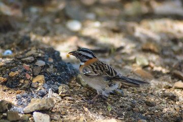 Grasshopper Sparrow (Ammodramus savannarum caribaeus) 