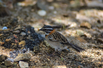 Grasshopper Sparrow (Ammodramus savannarum caribaeus) 