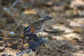 Grasshopper Sparrow (Ammodramus savannarum caribaeus) 