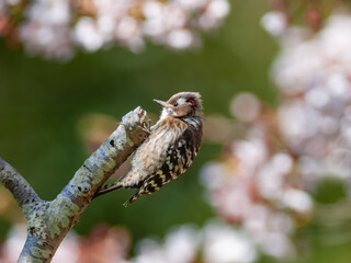 開花した桜の木に止まる野鳥のキツツキ、コゲラ