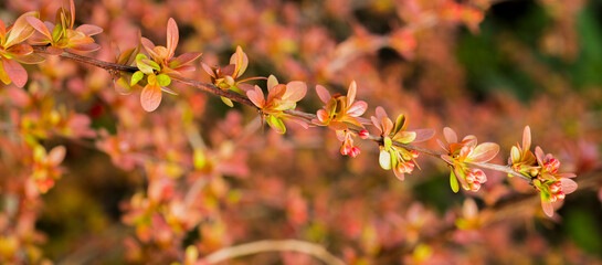 spring background with barberry branch