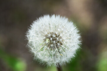 タンポポの綿毛