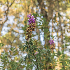 Beautiful purple flowers on green background in the forest of la malinche, Mexico