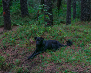 Black dog in the forest of la Malinche, Mexico
