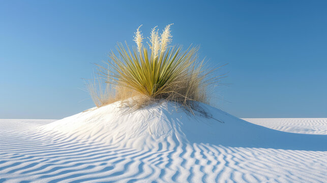 Soaptree (Yucca elata) on white sand dune
