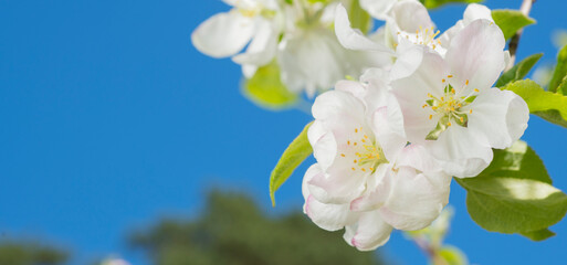 spring background banner wallpaper postcard with delicate flowers