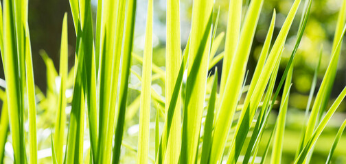 spring green blurred background with green grass