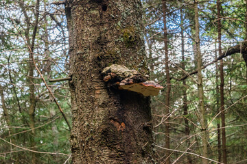 La malinche tlaxcala woods lanscape
