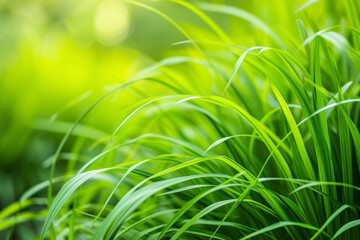 Fototapeta na wymiar Green fresh plants grass closeup for background.