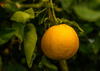 juicy oranges on branches in an orange orchard in winter in Cyprus 2