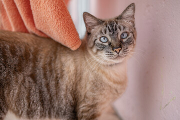 A close to a Siamese cat Colorpoint Shorthair, cross between a Siamese and stray cat.