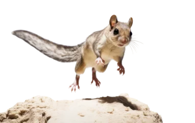 Deurstickers Stone-Standing Flying Squirrel isolated on transparent Background © Sehar