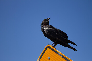 Crow