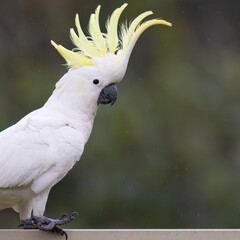 A sulphur crested cockatoo, an iconic Australian parrot, with raised yellow crest feathers sitting on an urban fence on the Gold Coast in Queensland, Australia.