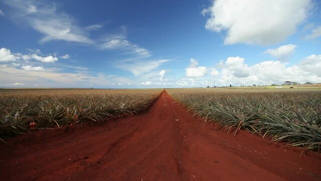 Dirt road surrounded by pineapple fields 