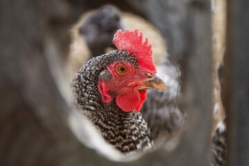 portrait of a chicken