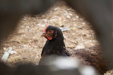 chicken on the ground