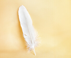Beautiful natural white bird feather