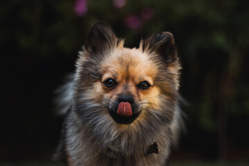 Cute Puppy Pomeranian dog with white and black fur and a fluffy coat. The dog is looking right at the camera, sticking out its tongue to lick its nose. Its ears are perked up, and its eyes are bright 
