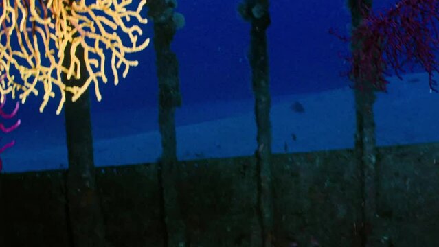 Wreck of the Donator on the Mediterranean Coast of France